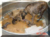 Great Dane Puppies , Great Danes for Sale , Great Dane Breeders